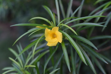 close-up of a yellow flower in the garden