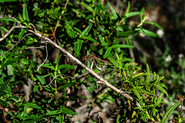 Dragonfly Coupling Love Unions Close-up Macro Photography