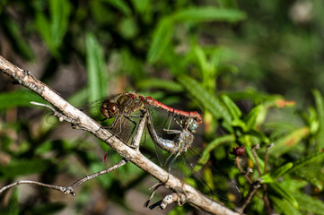 Dragonfly Coupling Love Unions Close-up Macro Photography