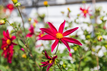 USA, Washington State, Fort Vancouver National Historic Site. Flowers in front of the Chief...