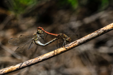 Dragonfly Coupling Love Unions Close-up Macro Photography