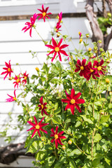 USA, Washington State, Fort Vancouver National Historic Site. Flowers in front of the Chief Factor's house in the Hudson's Bay Company's Fort Vancouver.