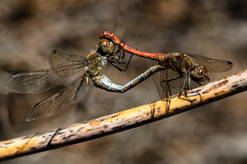 Dragonfly Coupling Love Unions Close-up Macro Photography