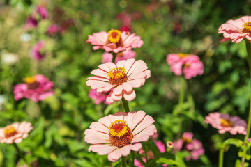 Obraz premium USA, Washington State, Fort Vancouver National Historic Site. The garden at the Hudson's Bay Company's Fort Vancouver.