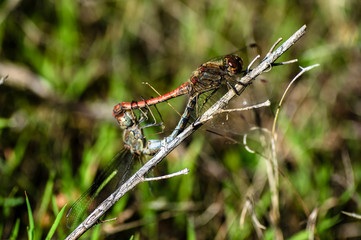 Dragonfly Coupling Love Unions Close-up Macro Photography