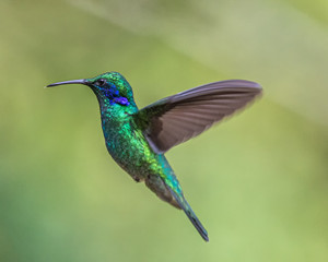 Obraz premium Zielony koliber uszaty