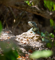 Iguane Ilet du Gosier Guadeloupe France
