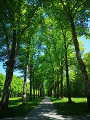 Fototapeta premium trees in the park