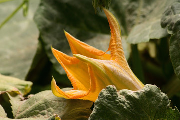 Yellow future pumpkin flower