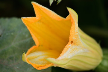 Fototapeta na wymiar Yellow future pumpkin flower