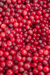 Ripe Red cranberries collected in the forest lies in the container