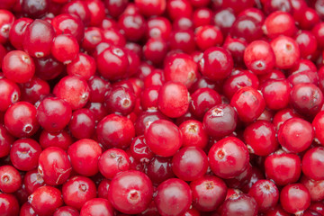 Ripe Red cranberries collected in the forest lies in the container