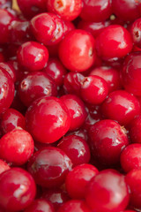 Ripe Red cranberries collected in the forest lies in the container