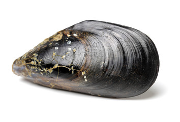 Mussels in white background. Shelled, plural.