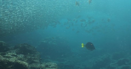 Flatiron Herring baitball from the islands of the sea of Cortez, Mexico.