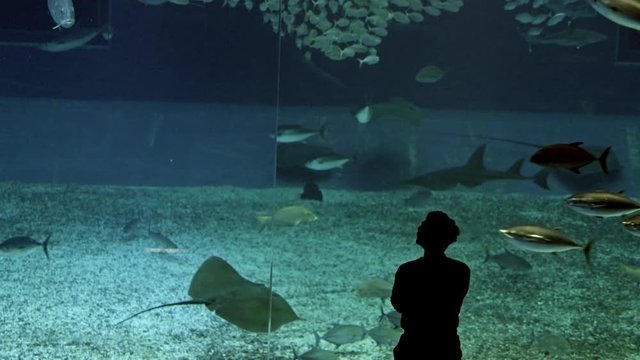 Male Silhouette in Front of Illuminated Fish Tank With Saltwater Full of Fish and Stringrays
