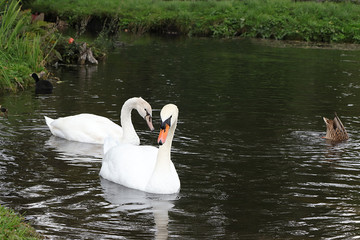 Swans on the autumn lake. Dad swan and his son swim in the pond, preserving the environment, protecting nature.