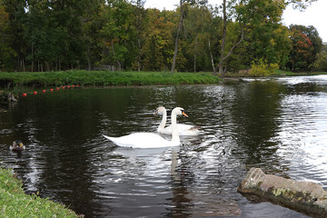 Swans on the autumn lake. Dad swan and his son swim in the pond, preserving the environment, protecting nature.