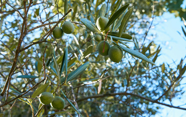 Green olives on the olive branch