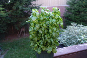 basil plant