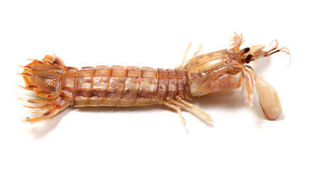Fried mantis shrimp