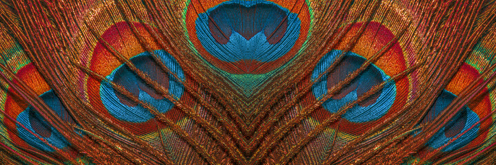 Close-up of feathers peacock. The texture of the famous peacock feathers. Abstract background of feathers.