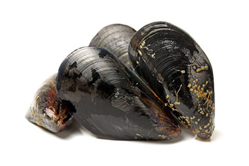 Mussels in white background. Shelled, plural.