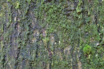 Close up view on very detailed tree bark texture in high resolution