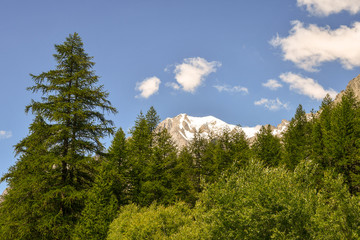 Snowcapped top of Mont Blanc stands on a conifer forest in summer: the Mont Blanc, meaning "White Mountain", is the highest mountain in the Alps and the highest in Europe (4810 m), Courmayeur, Italy