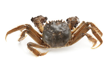 River crab - a kind of chinese crab. Freshwater, delicacy.