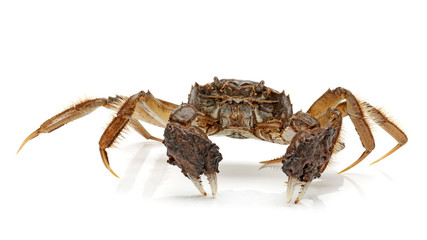 River crab - a kind of chinese crab. Freshwater, delicacy. © zcy