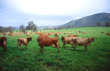 Cows gathering in a field at Patterson. Australia.