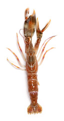 Raw shrimp on white background