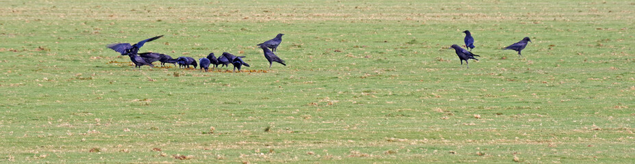 A flock of black crows on the grass of a sports field