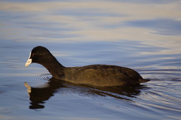 Łyska ,ptak ,ptak wodny ,ptak pływający