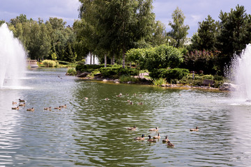 Naklejka premium Brown ducks swim in a pond among fountains spraying water in a park with green plants on a sunny summer day.