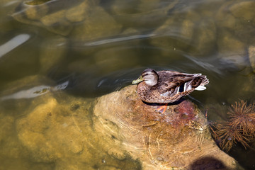 brown duck stands on a stone in a pond with water, nature ornithology on a sunny summer day.
