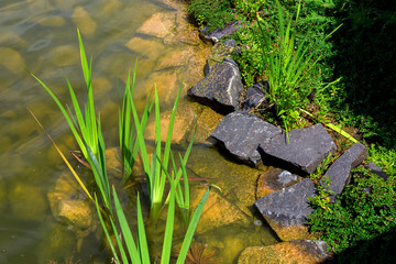 Stone coast of a landscape design pond with reeds and green plants on a sunny summer day.