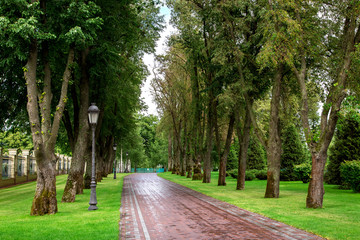 a pedestrian walkway made of red tile is wet after rain, leaving in perspective, surrounded by a green lawn and tall trees planted symmetrically in a row.