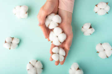 Flat lay. Tender female hands with white delicate cotton flowers. On a turquoise background. Art photo, top view, horizontal photo.