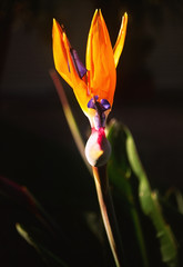Face to Face with a Bird of Paradise.