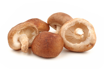 Shiitake mushroom on the White background
