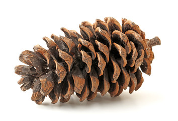 Christmas pine cone on white background. Cones, decorate.