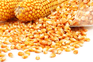 grain corn closeup on a white background