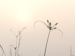 Web of a spider against on grass flower while sunrise in the foggy nature.