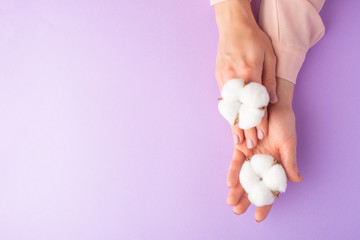 well-groomed female hands with white delicate cotton flowers with space for design, on a purple background