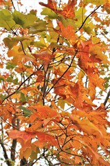 Beautiful Fall Leaves