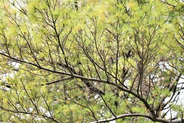 Pines