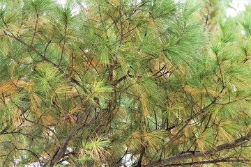 Obraz premium Pines Mixed