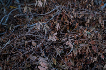 A pile of dry twigs and leaves for the background